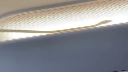 Viral Video: Snake on a Plane फिल्म नहीं हकीकत थी ये, उड़ती फ्लाइट में दिखा सांप, कराई गई इमरजेंसी लैंडिंग