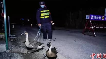 ചൈനീസ് അതിർത്തിയിൽ പട്രോളിംഗിന് അരയന്നങ്ങൾ, നായകളേക്കാളും മികച്ചതെന്ന് പൊലീസ്