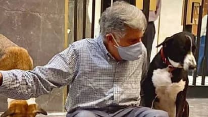 Goa dog : രത്തൻ ടാറ്റയുടെ ഓഫീസിലെ എല്ലാമായ നായ, 'ഗോവ'യുമായി അദ്ദേഹത്തിനുള്ള അപൂർവസൗഹൃദത്തിന്റെ കഥ!