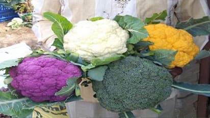 ಕಣ್ಣಿನಿಂದ ಮೂಳೆಯ ವರೆಗೆ, ಆರೋಗ್ಯ ಸಮಸ್ಯೆಗೆ ರಾಮಬಾಣ ನೇರಳೆ ಎಲೆಕೋಸು