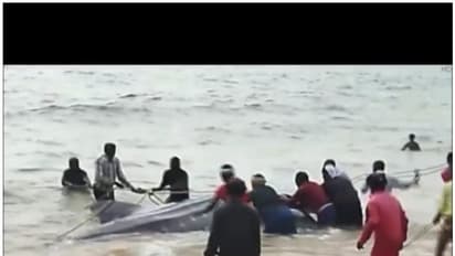 കടലിലേക്ക് തിരിച്ച് വിടാനായില്ല; തുമ്പ കടപ്പുറത്ത് അടിഞ്ഞ കൂറ്റന് സ്രാവ് ചത്തു