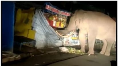 Munnar : മൂന്നാര് ടൗണില് വീണ്ടും പടയപ്പ; ഇത്തവണ അകത്താക്കിയത് മൂന്ന് ചാക്ക് കാരറ്റ്, ഒരുചാക്ക് മക്കാചോളം