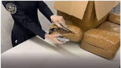 Marijuana confiscated: ലഗേജില് 22 കിലോഗ്രാം കഞ്ചാവുമായെത്തിയ യാത്രക്കാരന് പിടിയില്