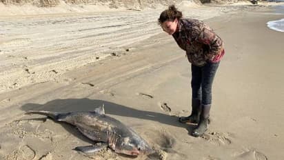 അമ്പമ്പോ എന്തൊരു പല്ല്! കടൽ അവയുടേതാണെന്നും നാം സന്ദർശകരാണെന്നോർക്കണം എന്നും യുവതി