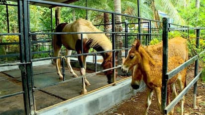 ഒന്നും രണ്ടുമല്ല എട്ട് കുതിരകൾ, ഉദുമയിലെ ഇബ്രഹാമിന്റെ വീട്ടിൽ നിന്ന് ഉയരുന്നത് കുതിരക്കുളമ്പടികൾ