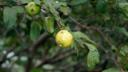 শুধু পেয়ারা নয়, এর পাতায় লুকিয়ে আছে স্বাস্থ্যের ভান্ডার