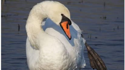 বাংলায় এই প্রথম, ধবধবে সাদা বিরল প্রজাতির হাঁসের দেখা মিলল বারুইপুরে