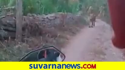 ಸ್ಕೂಟರ್‌ನಲ್ಲಿ ಹೋಗುತ್ತಿದ್ದಾಗ ಧುತ್ತನೇ ಎದುರಾದ ಸಿಂಹ... ದೇವರನಾಮ ಜಪಿಸಿದ ಸವಾರರು.. ವೈರಲ್ ವಿಡಿಯೋ