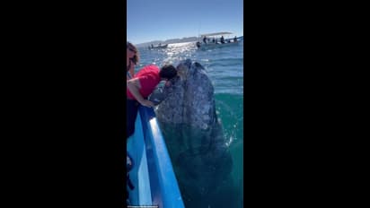 Kiss for whale; വിനോദ സഞ്ചാരകള്‍ക്ക് അടുത്തേക്ക് നീന്തിയടുത്ത് തിമിംഗലം; ഒടുവില്‍ ചുംബനം വാങ്ങി മടക്കം