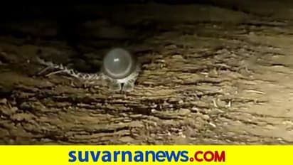 ಪ್ಲಾಸ್ಟಿಕ್‌ ಡಬ್ಬಿಯೊಳಗೆ ತಲೆ ಸಿಕ್ಕಿಸಿಕೊಂಡು ಒದ್ದಾಡುತ್ತಿದ್ದ ಚಿರತೆ ಮರಿಯ ರಕ್ಷಣೆ