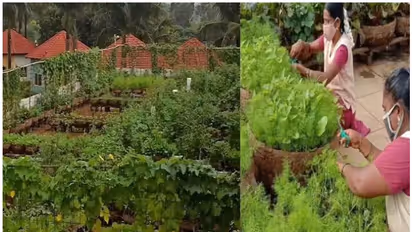 vegetable farming in school : ലോക്ഡൗണില് സ്കൂളില് പച്ചക്കറിത്തോട്ടം; ഇതാ മറ്റൊരു വിജയഗാഥ