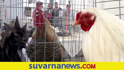 Bizarre Crime : ತುಮಕೂರಲ್ಲಿ ಕೋಳಿ ಕಳ್ಳರ ಕೈಚಳಕ... ಬಾಕ್ಸ್ ಮಂಗಮಾಯ!