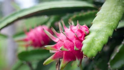 ব্যালকনিতেই করুন ড্রাগন ফলের চাষ, বছর ঘুরতেই ফল ধরবে গাছে