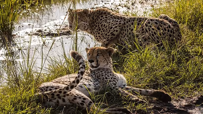 Cheetah to return from extinction in India; experts fly to Namibia