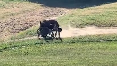 वीडियो में देखें सांड ने कैसे सामने से आ रहे साइकिल चालक को पटक-पटक कर धोया, देखिए आगे क्या हुआ