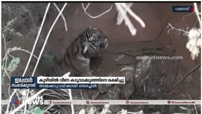 Tiger Cub: ബത്തേരിയില് ജനവാസമേഖലയിലെ കുഴിയില് വീണ കടുവക്കുഞ്ഞിനെ രക്ഷിച്ചു; അമ്മക്കടുവയ്ക്കായി തെരച്ചില്