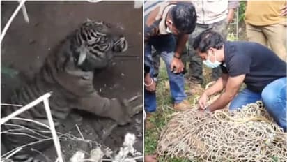 വയനാട്ടില്‍ എവിടെയും കടുവയെത്താമെന്ന് നാട്ടുകാര്‍; മന്ദംകൊല്ലിയില്‍ ഇനിയും കടുവകളുണ്ടാകാമെന്നും ആശങ്ക