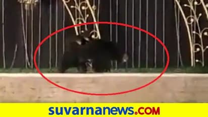 ಮಕ್ಕಳನ್ನು ಬೆನ್ನ ಮೇಲೆ ಕೂರಿಸಿಕೊಂಡು ಮದುವೆಗೆ ಬಂದ ಕರಡಿ... ವೈರಲ್‌ ವಿಡಿಯೋ