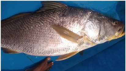 கோல் வகை மீனுக்கு கௌரம் செய்த குஜராத் அரசு! மாநில மீனாக அறிவித்த முதல்வர்!