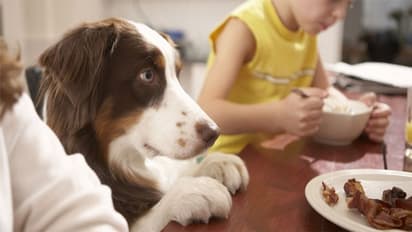  ಮನೆಯಲ್ಲಿ Pets ಸಾಕೋದ್ರಿಂದ ಮಕ್ಕಳು ಆಗ್ತಾರೆ ಸ್ಮಾರ್ಟ್! 