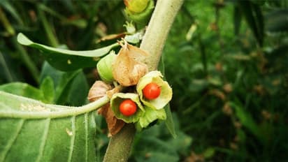 পুরুষদের জন্য 'অশ্বগন্ধা' যেন ধন্বন্তরীর ওষুধ - নিয়মিত সেবনে সুখি হবে বউ, বাড়বে আত্মবিশ্বাস