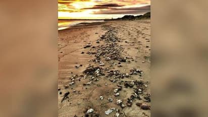 Dead crabs and lobsters : തീരത്ത് ആയിരക്കണക്കിന് ഞണ്ടുകളും കൊഞ്ചുകളും ചത്തനിലയിൽ, കാരണം...