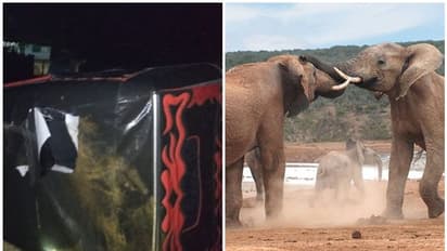 elephant fight : മൂന്നാറില് കാട്ടാനകള് ഏറ്റുമുട്ടി; സമീപത്ത് നിര്ത്തിയിട്ടിരുന്ന ഓട്ടോ തകര്ത്തു