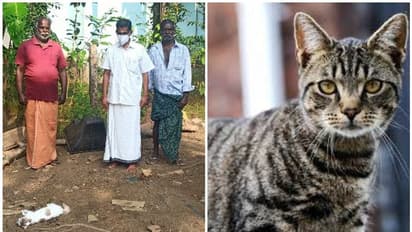 Cats dies : നായ്ക്കള്ക്ക് പിന്നാലെ പൂച്ചകള് കൂട്ടത്തോടെ ചത്തൊടുങ്ങുന്നു; കാരണമറിയാതെ നാട്ടുകാര്, ആശങ്ക