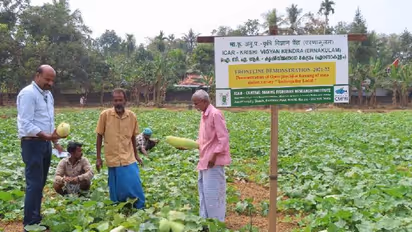 ചില്ലറക്കാരനല്ല പൊട്ടുവെള്ളരി ജ്യൂസ്, കൃഷിയും ജ്യൂസും ജനകീയമാക്കാൻ കെവികെ