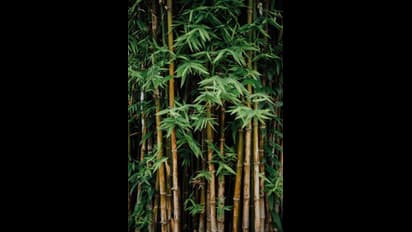 आजादी महोत्सव के लिए आदिवासी महिलाओं ने किया ऐसा काम कि हर कोई कह उठा-वाह...