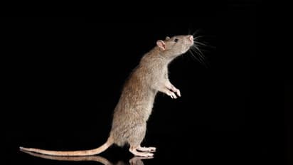 உங்கள் வீட்டில் எலி தொல்லையா..? இந்த ஒரு பால் போதும்...மூலை முடுக்கெல்லாம் ஒளிந்துள்ள எலியை தேடி தேடி கொல்லும்