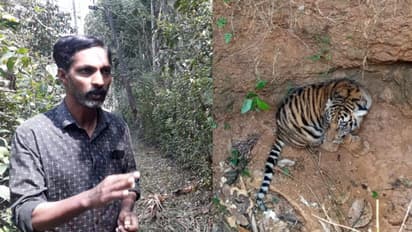 കടുവക്കുഞ്ഞിനെ അമ്മയുടെ അടുത്തെത്തിച്ചെന്ന വനംവകുപ്പ് വാദം തള്ളി നാട്ടുകാര്; കടുവാഭീതിയില് മന്ദംകൊല്ലി