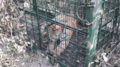 আতঙ্কের ১৬ দিন শেষে স্বস্তি রায়দিঘিতে, অবশেষে বাগে এল বাঘ