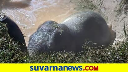 ದೊಡ್ಡದಾದ ಹೊಂಡಕ್ಕೆ ಬಿದ್ದ ಆನೆ... ಅರಣ್ಯ ಸಿಬ್ಬಂದಿ ಹೆಂಗೆ ಮೇಲೆತ್ತಿದ್ರು ನೋಡಿ...