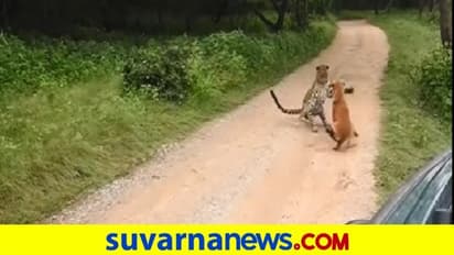 ಚಿರತೆಯನ್ನೇ ಹೆದರಿಸಿ ಓಡಿಸಿದ ನಾಯಿ... ವಿಡಿಯೋ ಸಖತ್ ವೈರಲ್