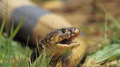 Cobra Escaped : കൊടുംവിഷമുള്ള ആഫ്രിക്കന് മൂര്ഖന് വീട്ടില്നിന്നും രക്ഷപ്പെട്ടു; കണ്ടുകിട്ടിയില്ല!