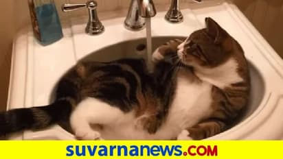 ಸಿಂಕ್‌ನ್ನೇ ಬಾತ್‌ಟಬ್‌ ಆಗಿಸಿಕೊಂಡ ಸ್ಮಾರ್ಟ್‌ ಬೆಕ್ಕು: ನಲ್ಲಿ ತಿರುಗಿಸಿ ಸ್ನಾನ... ವಿಡಿಯೋ