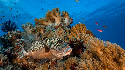 Self awareness in fish : മീനുകൾ ചില്ലറക്കാരല്ല, കണ്ണാടിയില് സ്വയം തിരിച്ചറിയാനാവുമെന്ന് പഠനം!