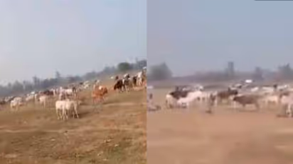 Yogi Adityanath : യോഗി  ആദിത്യനാഥിന്‍റെ പ്രചാരണവേദിക്കു സമീപം കന്നുകാലികളെ അണിനിരത്തി കർഷകർ