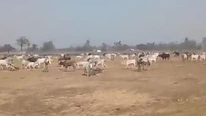 মানুষের দেখা নেই, উত্তরপ্রদেশে মুখ্যমন্ত্রীর সভাস্থলে চরছে কয়েকশো গরু