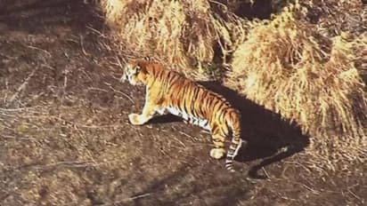 ಮಲೆನಾಡಿನಲ್ಲಿ ಹುಲಿ ದಾಳಿ: ವ್ಯಾಘ್ರನ ಅಟ್ಟಹಾಸಕ್ಕೆ ಜಾನುವಾರು ಬಲಿ: ಆತಂಕದಲ್ಲಿ ಗ್ರಾಮಸ್ಥರು