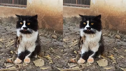 बिल्ली के चक्कर में दो परिवारों में मारकुटाई; असली मालिक बोला-5000 में खरीदी, महिला छोड़ने को राजी नहीं