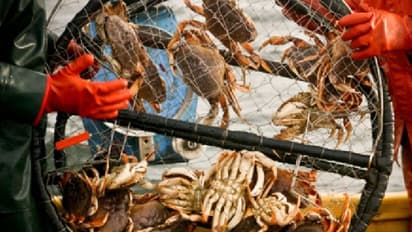 বিদেশের বাজারে ক্রমে চাহিদা বাড়ছে কাঁকড়ার, জেনে নিন কাঁকড়া চাষের পদ্ধতি