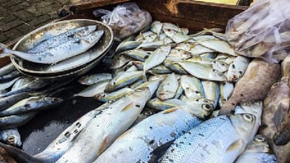 কীভাবে করবেন মিল্ক ফিশের চাষ, জেনে নিন দুধ সাদা রঙের এই মাছের চাষের পদ্ধতি