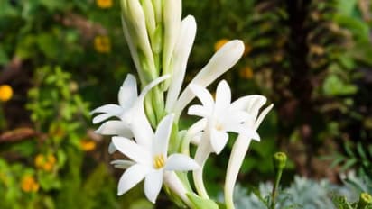 বিয়ের মরশুমে রজনীগন্ধা চাষে হতে পারে বিপুল লক্ষ্মী লাভ, জেনে নিন পদ্ধতি