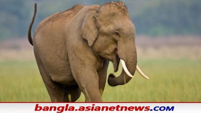 নিঝুম রাতে হরিদ্বার স্টেশনে হানা দিল গজরাজ , তবে প্ল্যাটফর্মে ঢুকে কিছুটা বিব্রত হাতিটি