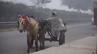 നഷ്ടപരിഹാര തര്ക്കത്തിന് പരിഹാരം; കുതിരകള്ക്ക് തേര്ഡ് പാര്ട്ടി ഇന്ഷുറന്സ് കര്ശനമാക്കി ദില്ലി