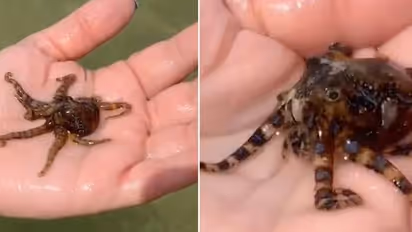 യുവതി കൈകളിലെടുത്തത് ലോകത്തിലെ ഏറ്റവും വിഷമുള്ള ജീവികളിലൊന്നിനെ, വീഡിയോ കണ്ട് ഞെട്ടി സോഷ്യൽമീഡിയ