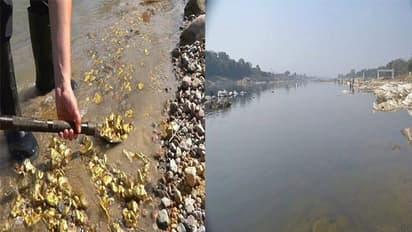 Subarnarekha River: ಭಾರತದ ಈ ನದಿಯಲ್ಲಿ ನೀರಿನ ಜೊತೆ ಚಿನ್ನ ಹರಿಯುತ್ತಂತೆ