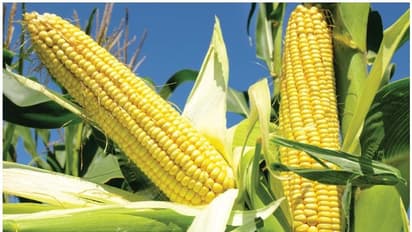 কানাডায় যাচ্ছে ভারতের কলা আর ভূট্টা, কৃষিক্ষেত্রে বড় সাফল্য ভারতের